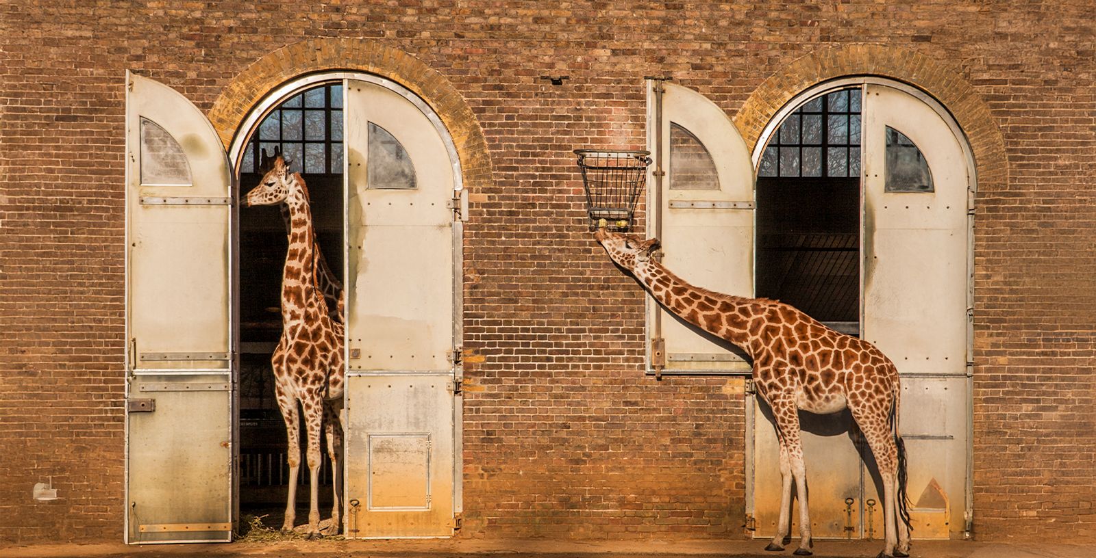 Affordable Adventures: London & Whipsnade Zoo Universal Credit